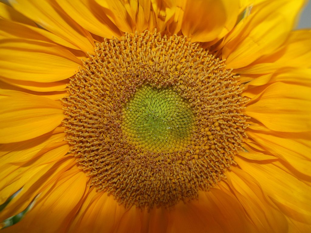 http://capnbob.us/blog/wp-content/uploads/2009/08/fibonacci-flower.jpg