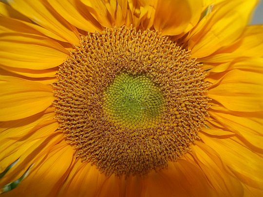 fibonacci-flower.jpg
