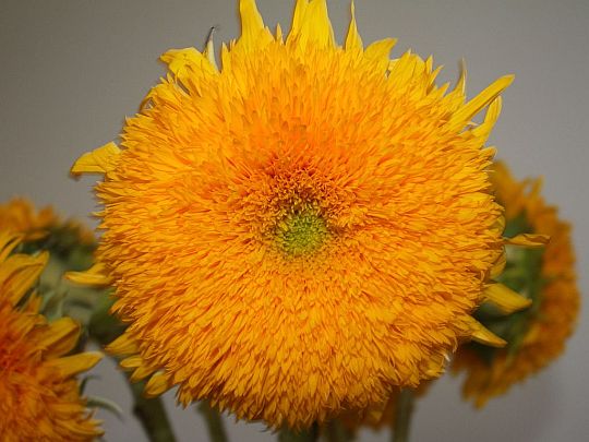 fluffy-sunflower.jpg