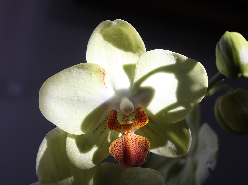 http://capnbob.us/blog/wp-content/uploads/2009/08/moth-orchid.jpg