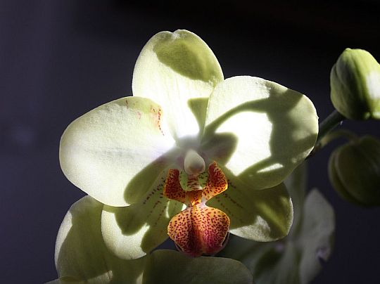 moth-orchid.jpg