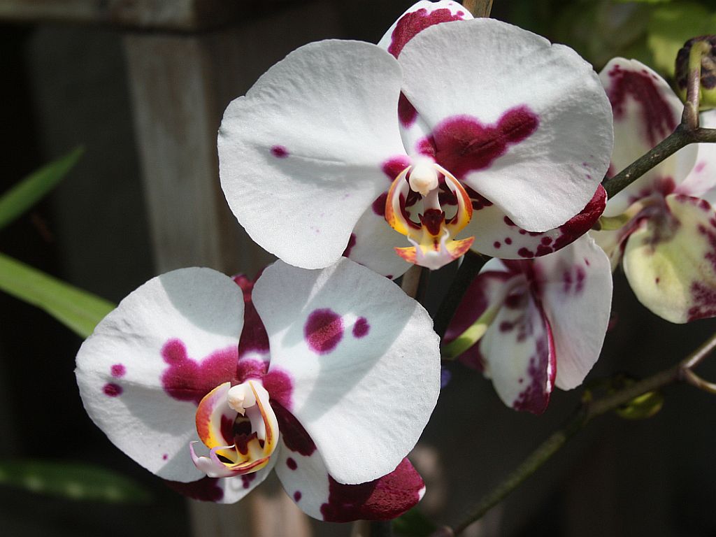 http://capnbob.us/blog/wp-content/uploads/2009/09/spotted-orchids.jpg