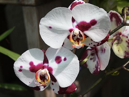 Spotted Moth Orchid
