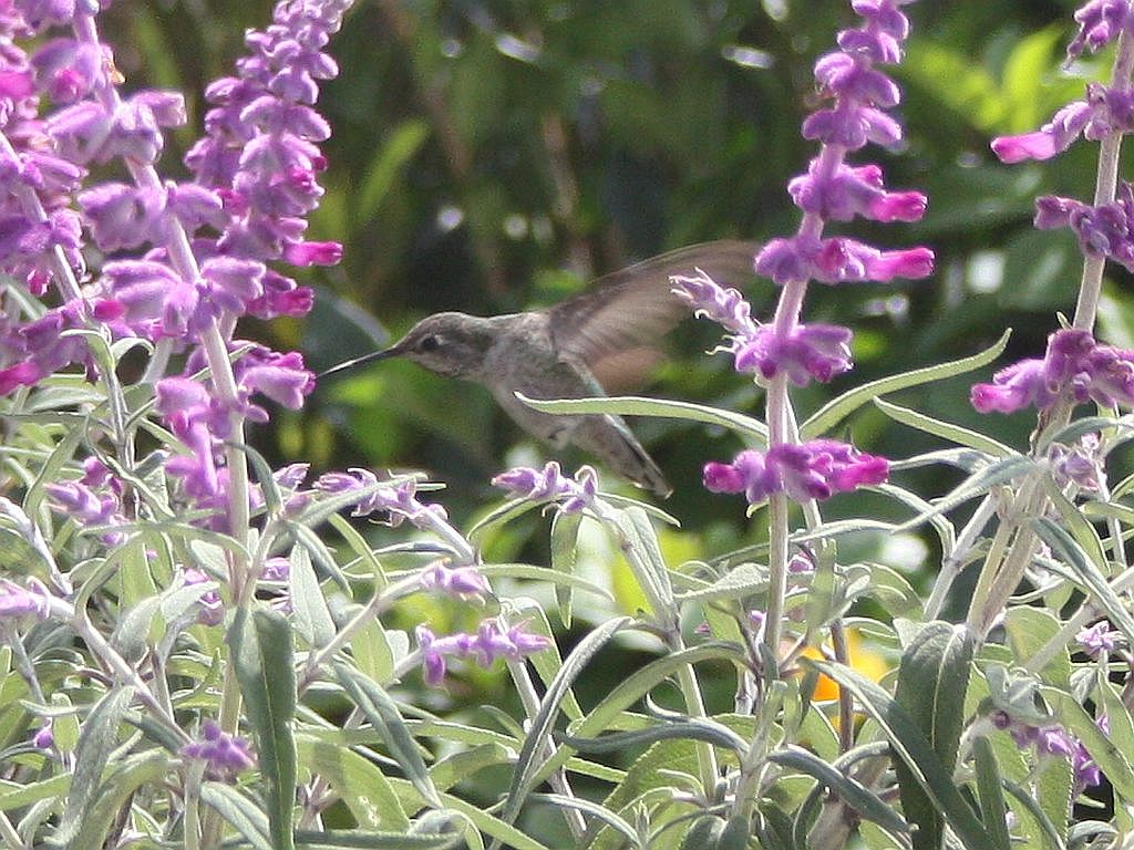 http://capnbob.us/blog/wp-content/uploads/2009/10/hummingbird.jpg