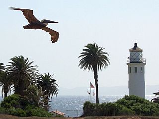 pelican-lighthouse.jpg