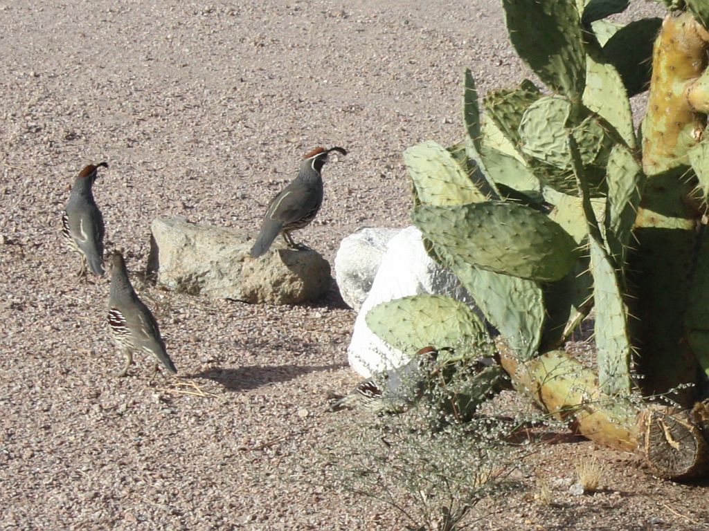 http://capnbob.us/blog/wp-content/uploads/2009/10/quail-cactus.jpg