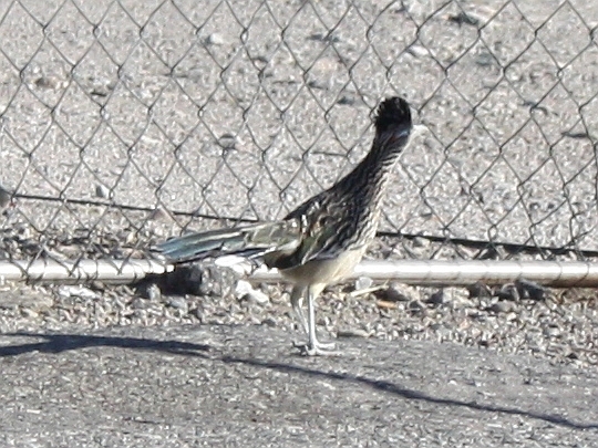 road-runner.jpg