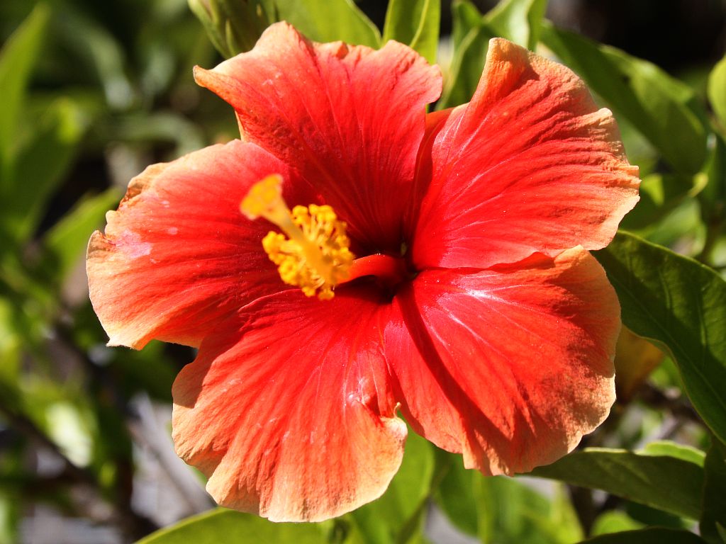 http://capnbob.us/blog/wp-content/uploads/2009/10/santana-hibiscus.jpg