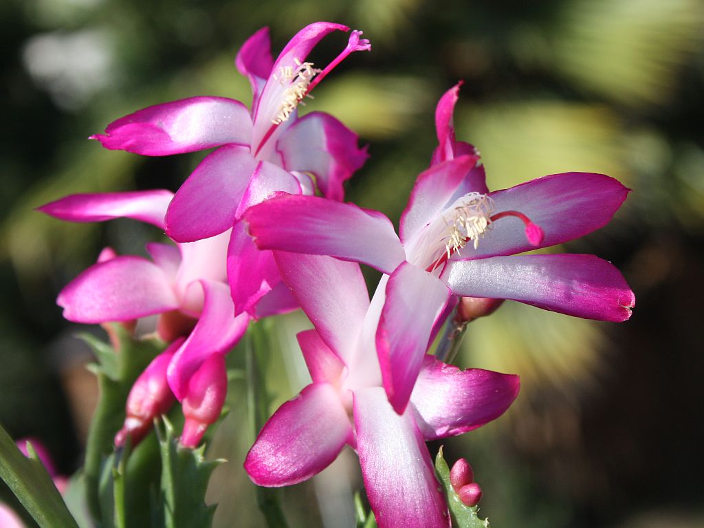 http://capnbob.us/blog/wp-content/uploads/2009/11/christmas-cactus.jpg