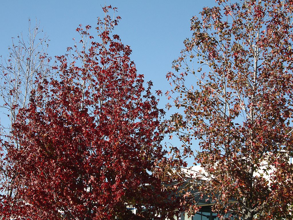 http://capnbob.us/blog/wp-content/uploads/2009/11/fall-colors.jpg