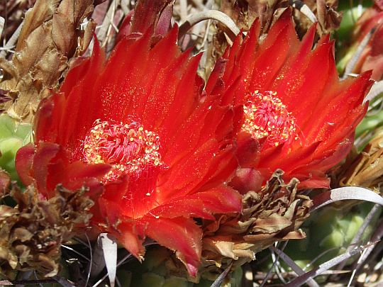 fish-hook-flowers.jpg