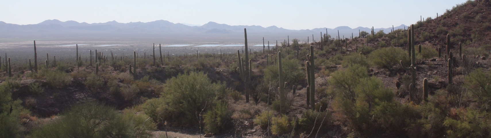 http://capnbob.us/blog/wp-content/uploads/2009/11/saguaro-pan.jpg