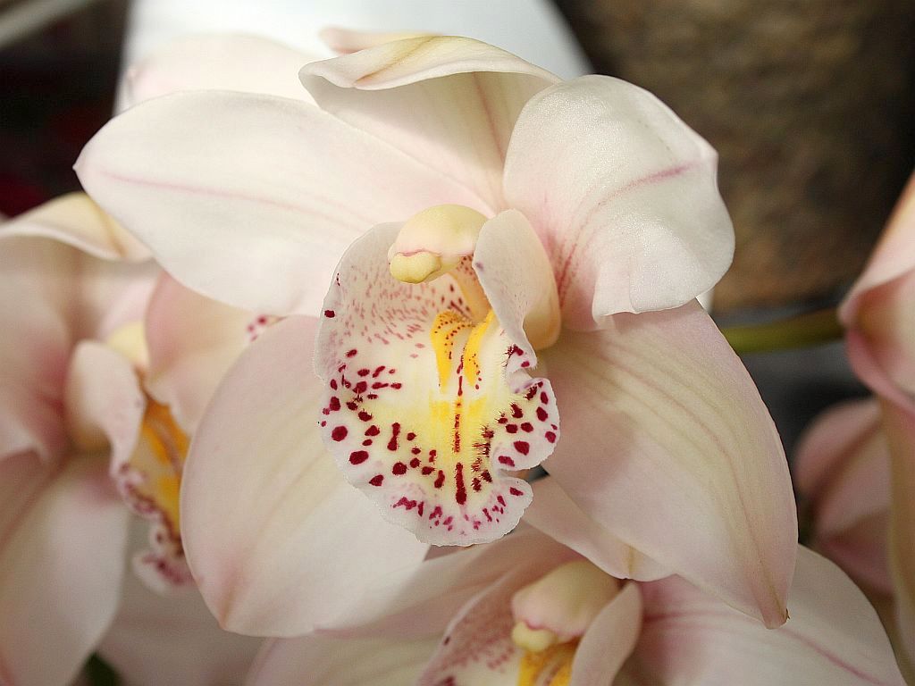 http://capnbob.us/blog/wp-content/uploads/2009/12/cymbidium.jpg