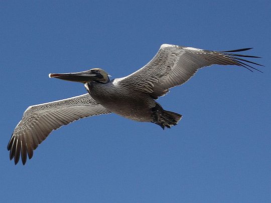 cal-brown-pelican.jpg