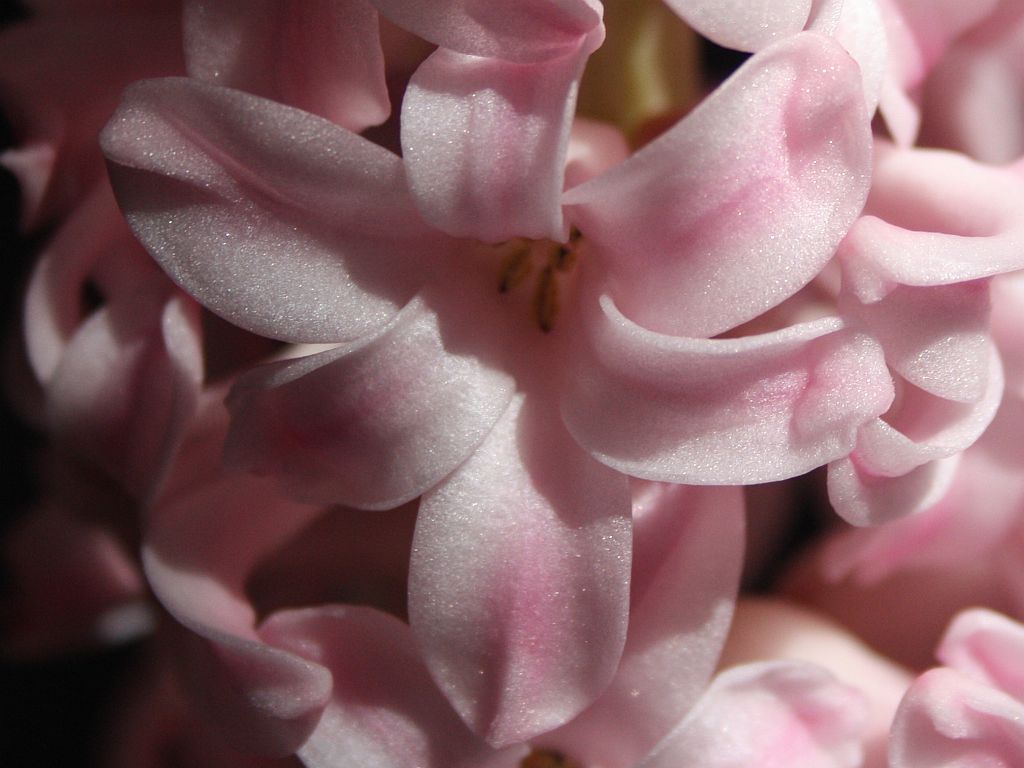 http://capnbob.us/blog/wp-content/uploads/2010/01/hyacinth.jpg