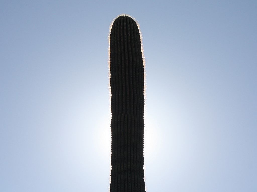 http://capnbob.us/blog/wp-content/uploads/2010/01/saguaro-solar-eclipse.jpg