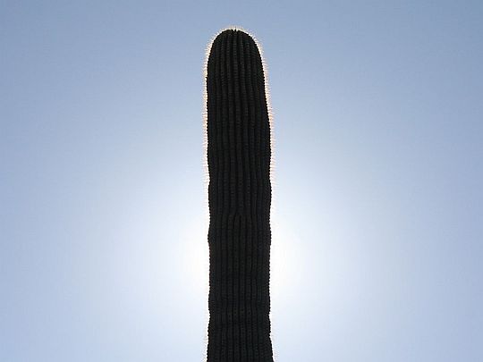 saguaro-solar-eclipse.jpg