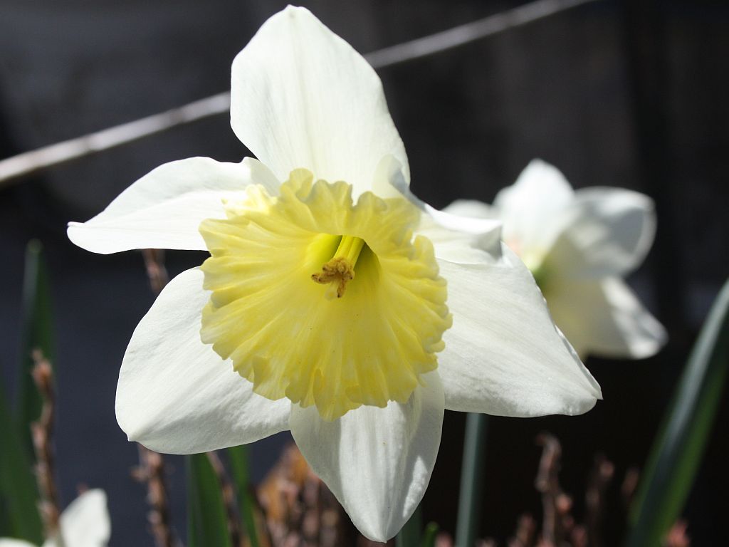 http://capnbob.us/blog/wp-content/uploads/2010/02/backlit-daffodil1.jpg