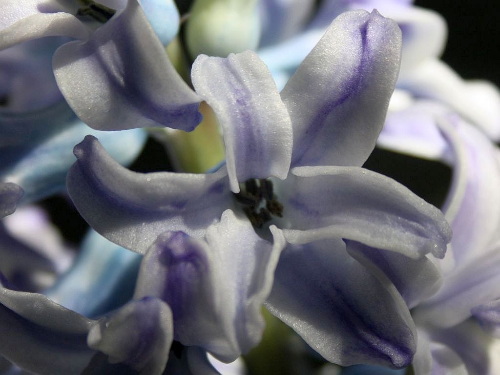 http://capnbob.us/blog/wp-content/uploads/2010/02/blue-hyacinth.jpg