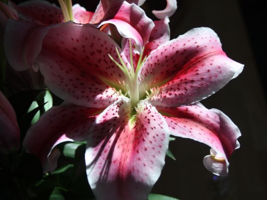 gazer-lily.jpg