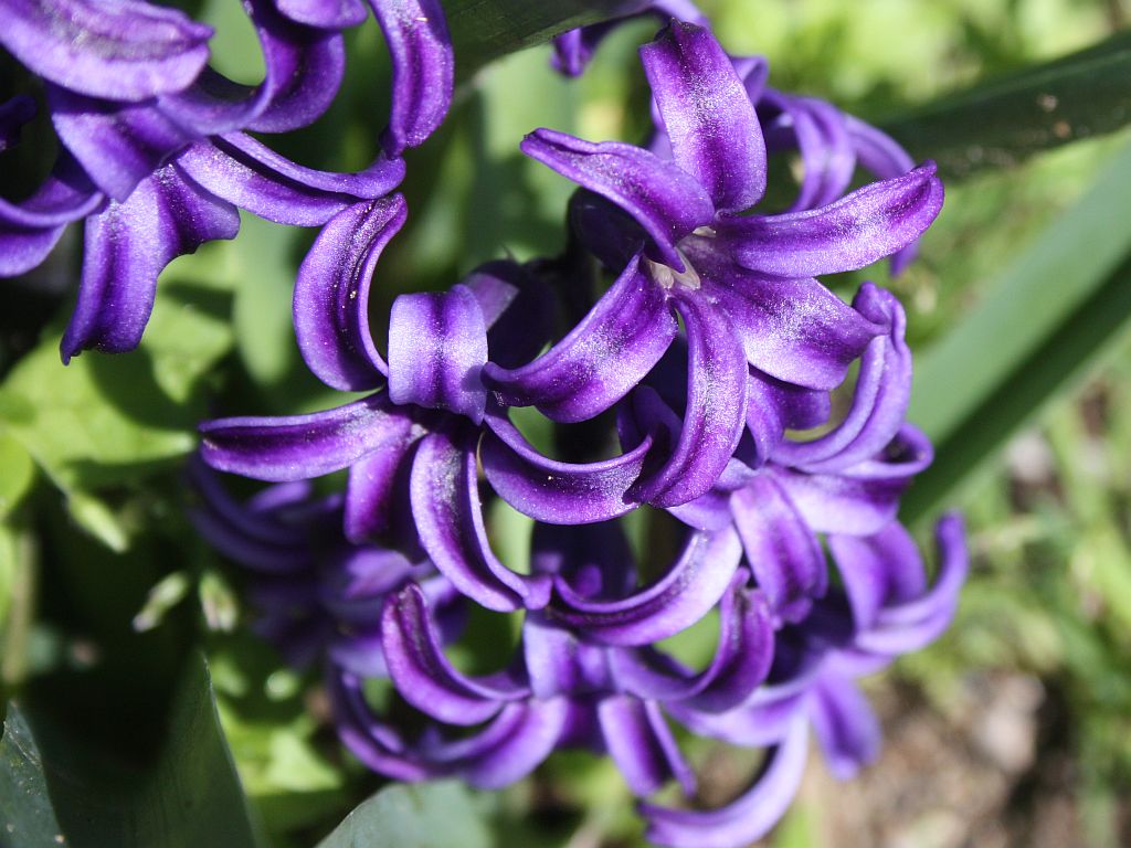 http://capnbob.us/blog/wp-content/uploads/2010/02/purple-hyacinth.jpg