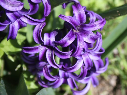 purple-hyacinth.jpg