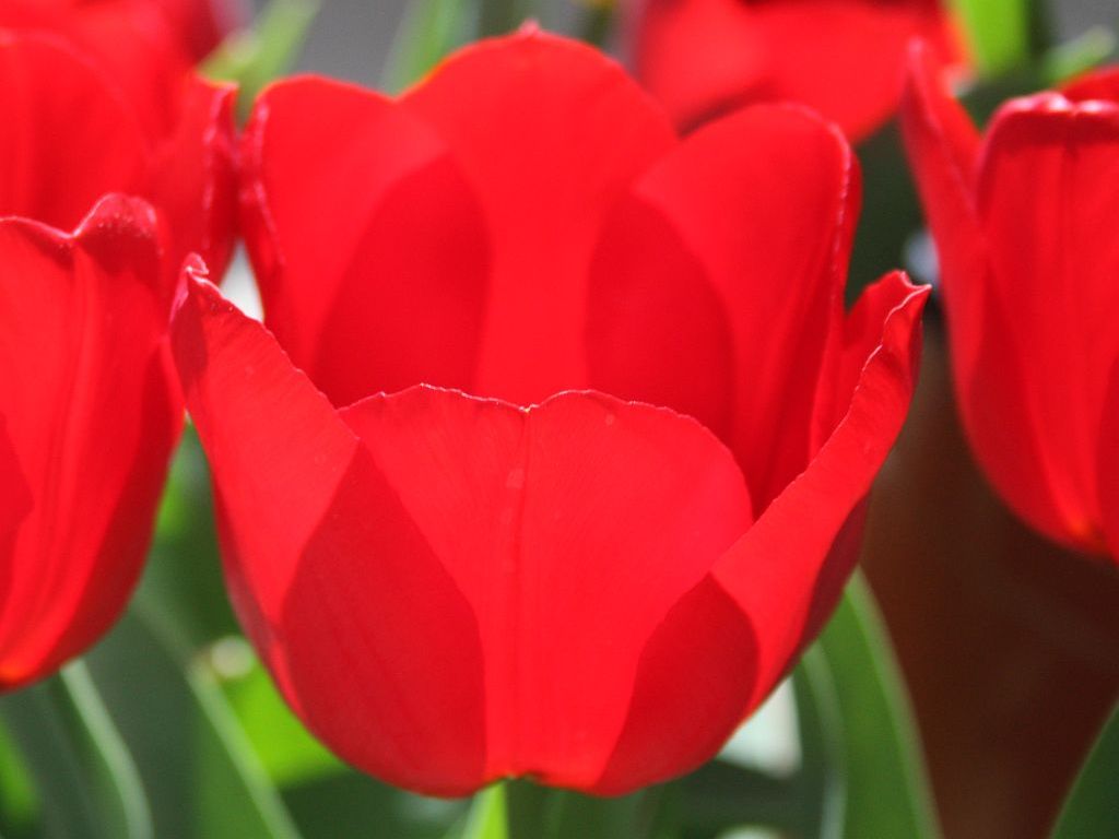 http://capnbob.us/blog/wp-content/uploads/2010/02/red-tulip.jpg