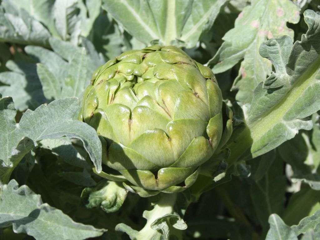 http://capnbob.us/blog/wp-content/uploads/2010/03/artichoke.jpg