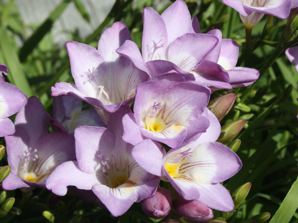 http://capnbob.us/blog/wp-content/uploads/2010/03/blue-freesias.jpg