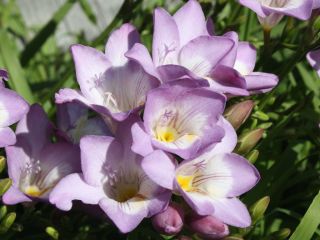 blue-freesias.jpg