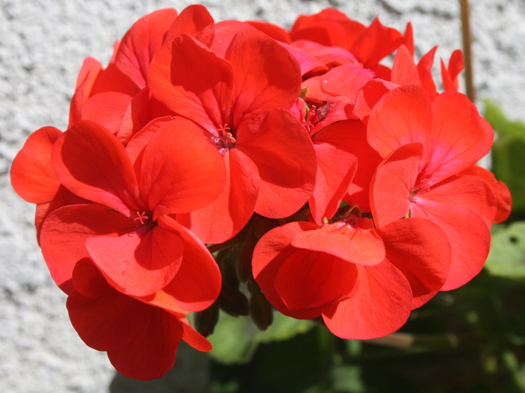 http://capnbob.us/blog/wp-content/uploads/2010/03/geranium-red.jpg