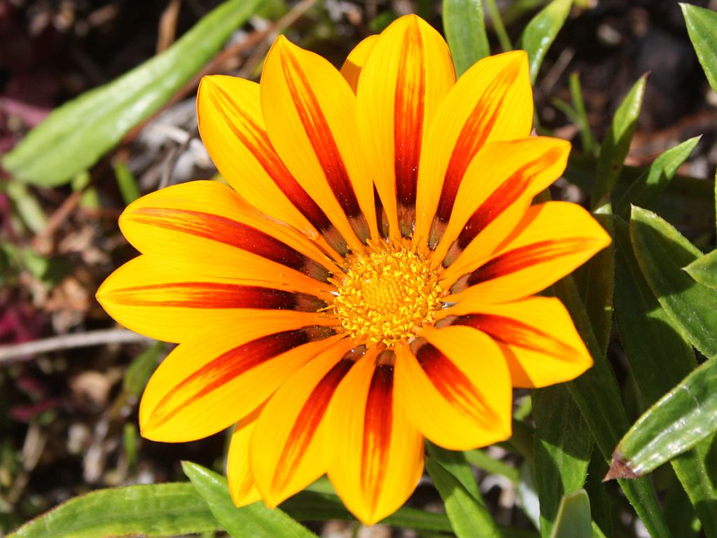 http://capnbob.us/blog/wp-content/uploads/2010/04/april-gazania.jpg