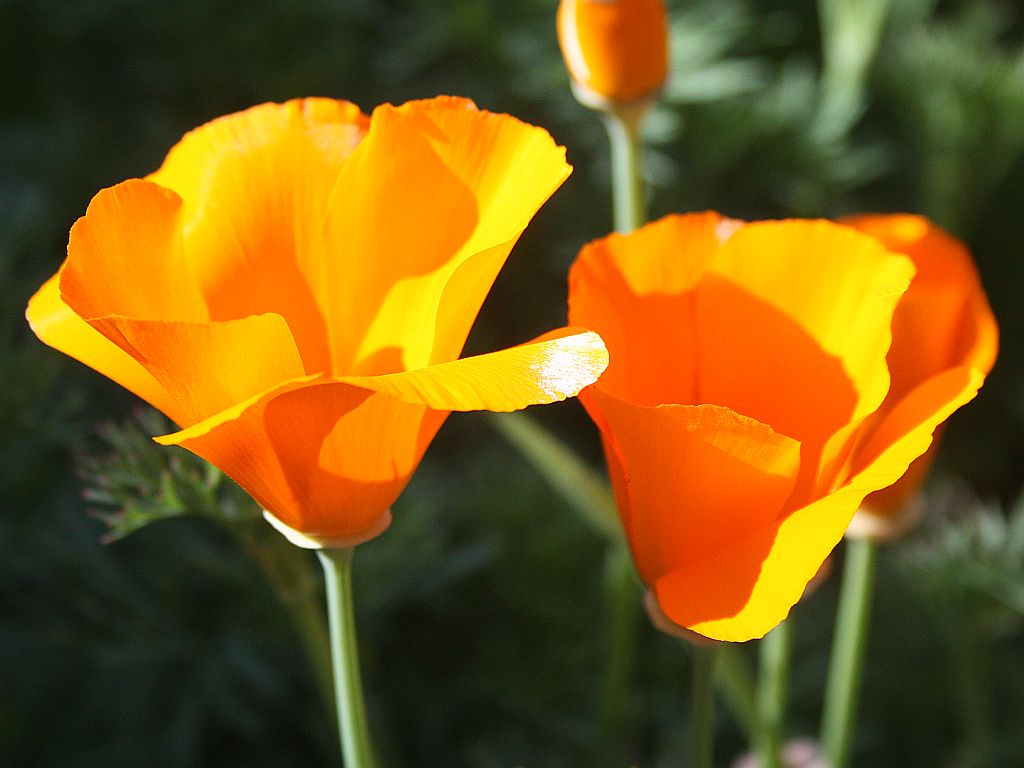 http://capnbob.us/blog/wp-content/uploads/2010/04/cal-poppies.jpg