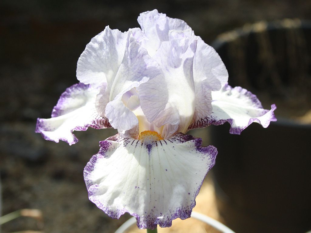 http://capnbob.us/blog/wp-content/uploads/2010/04/first-iris.jpg