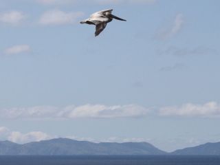 Pelican and Catalina