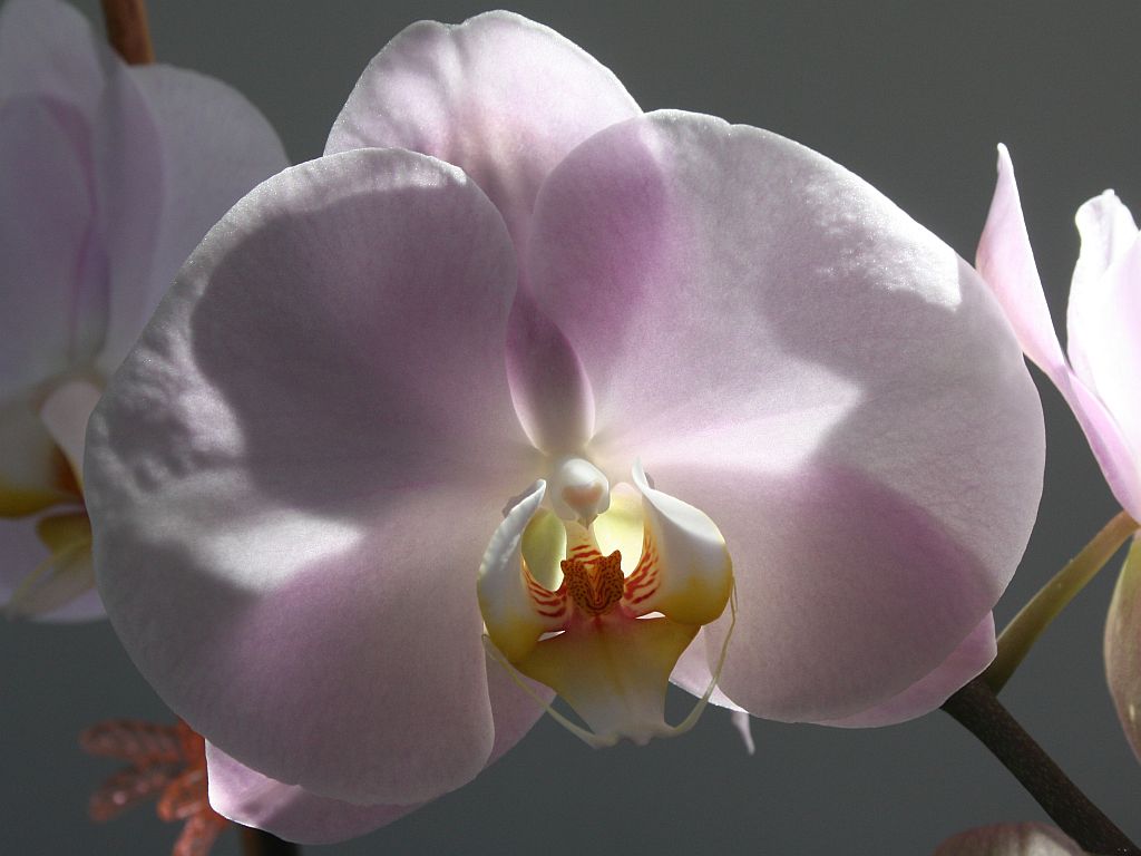 http://capnbob.us/blog/wp-content/uploads/2010/04/phalaenopsis.jpg