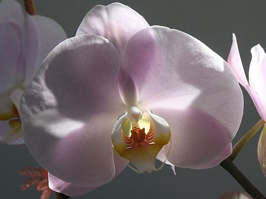 phalaenopsis.jpg