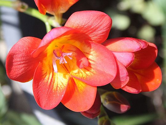 red-freesia.jpg