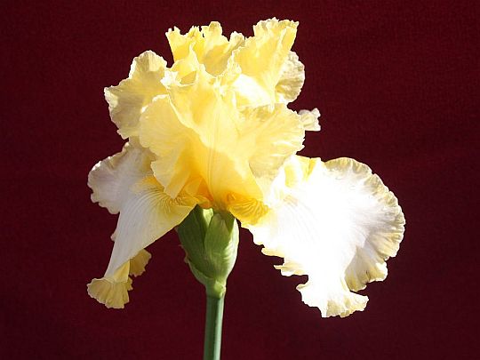yellow-iris.jpg