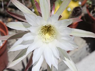 Cactus Flower