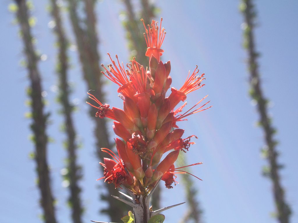 http://capnbob.us/blog/wp-content/uploads/2010/05/ocotillo.jpg