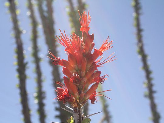 ocotillo.jpg