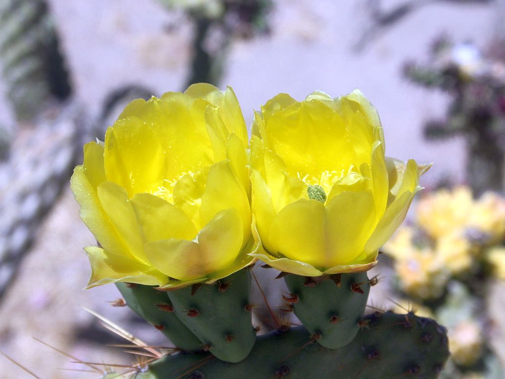 http://capnbob.us/blog/wp-content/uploads/2010/05/yellow-cactus-flowers.jpg