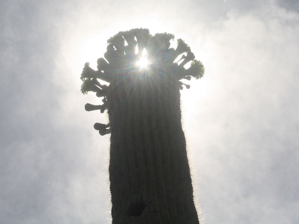 saguaro-sunflash.jpg