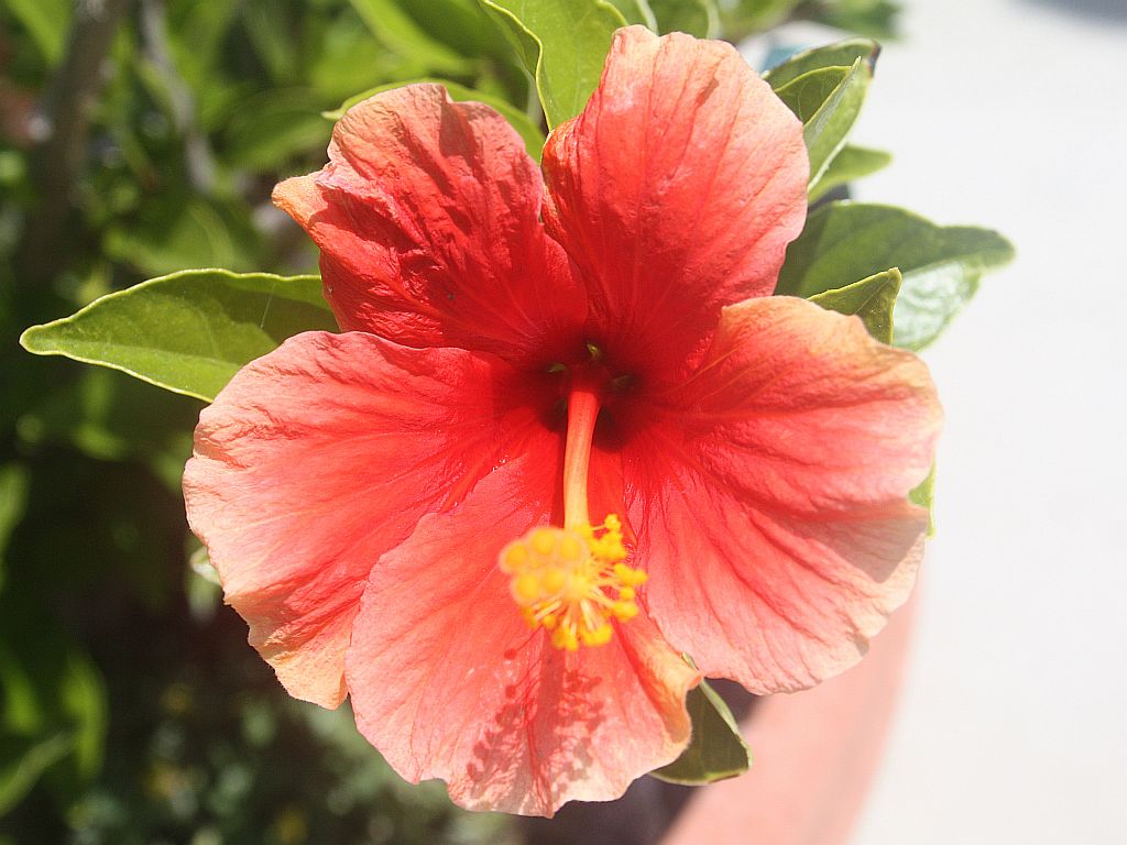 santana-hibiscus.jpg