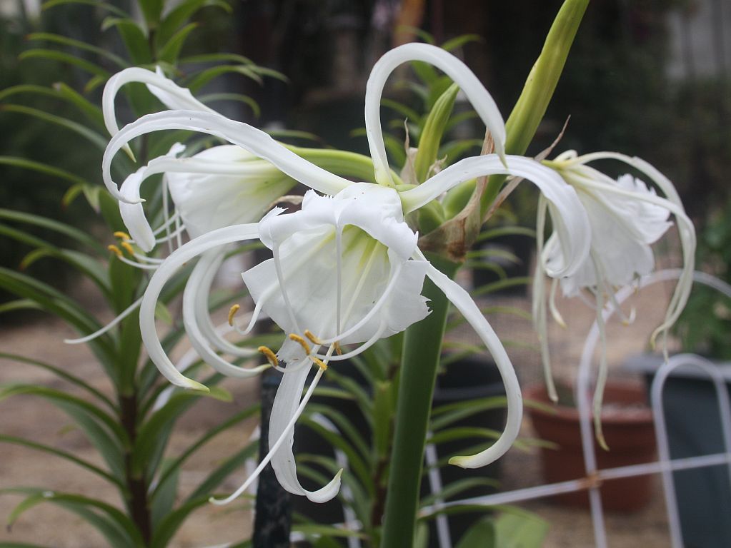 spider-lily.jpg