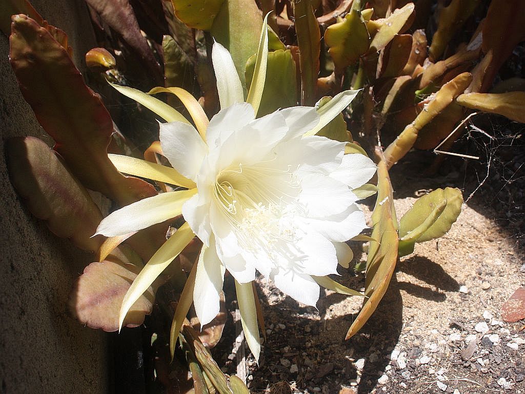 white-epiphyllum.jpg