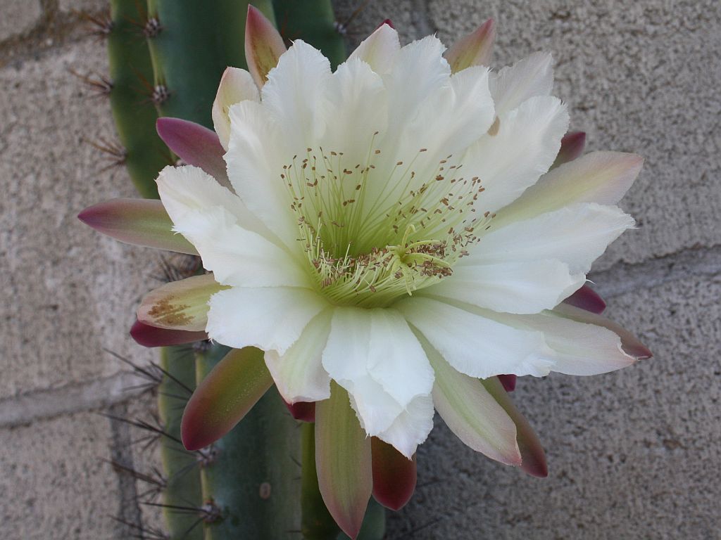 http://capnbob.us/blog/wp-content/uploads/2010/08/cereus-flower1.jpg
