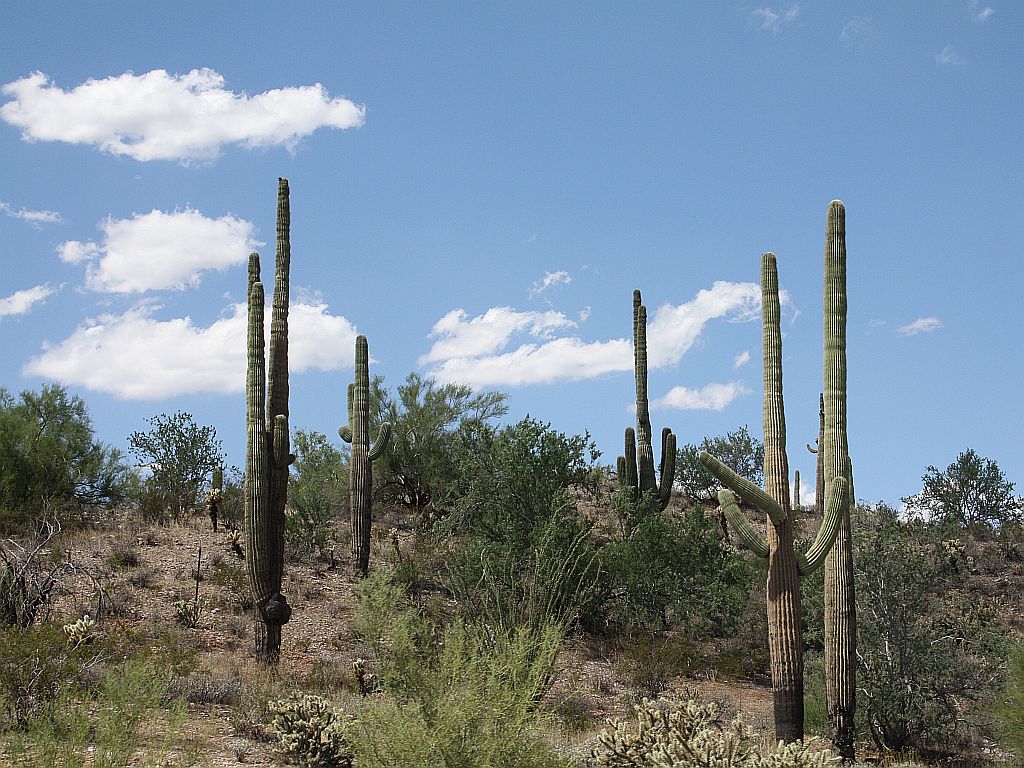 az-hwy.jpg