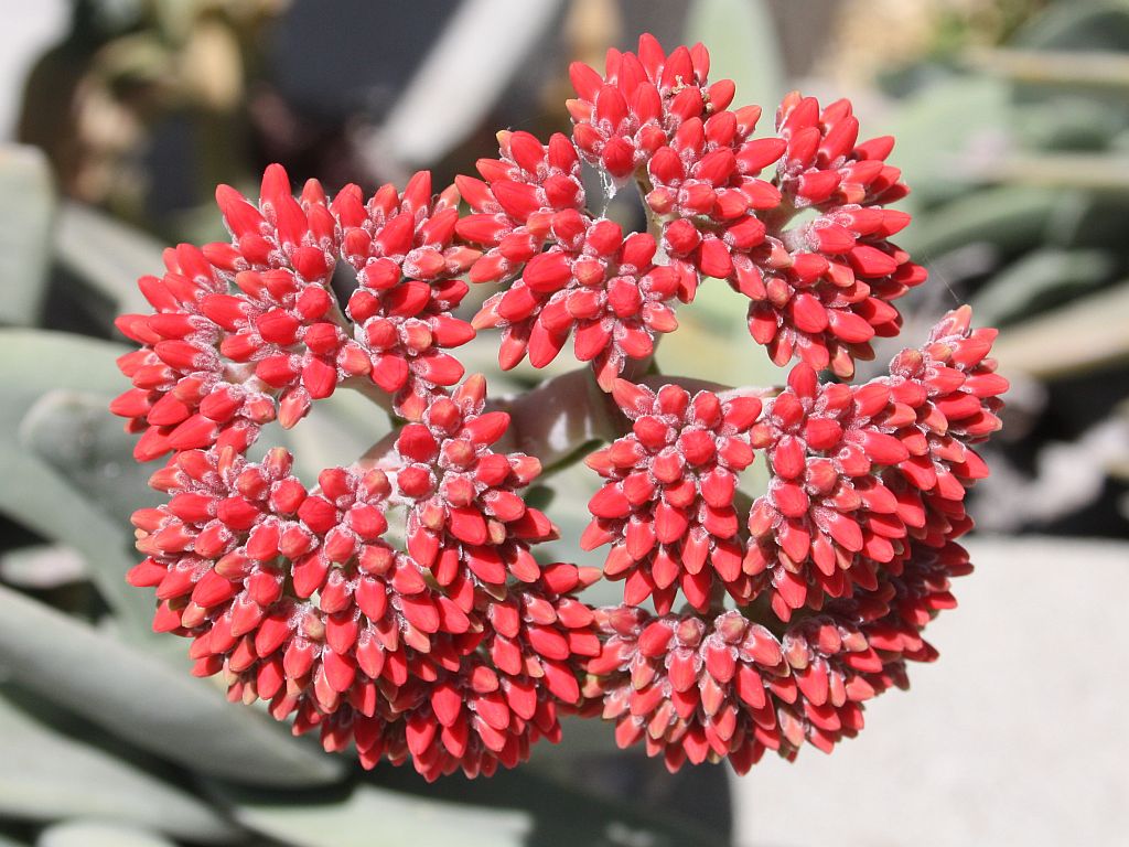 crassula.jpg